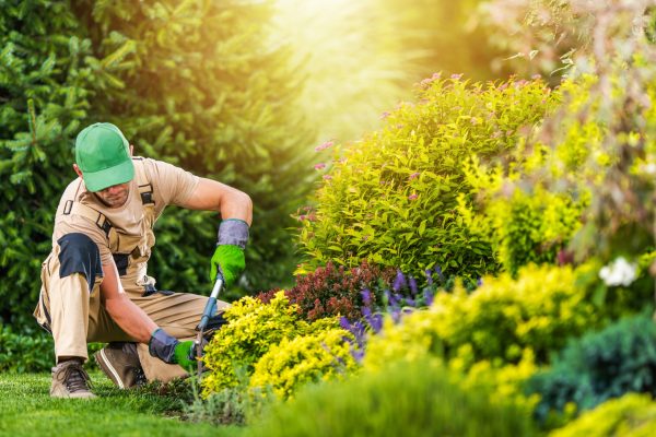 Professional Landscaper in His 40s Performing Backyard Garden Maintenance. Blooming Summer Time Garden.